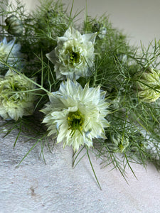 Nigella ~ 10 Stems