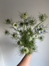 Load image into Gallery viewer, Nigella ~ 10 Stems
