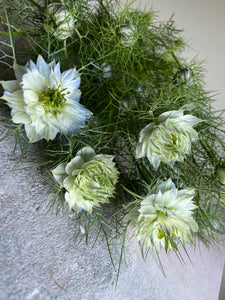 Nigella ~ 10 Stems