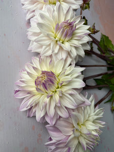 Dahlia ~ ‘Who Me’ ~ 5 Stems