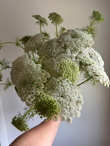 Ammi Visnaga ~ 10 Stems