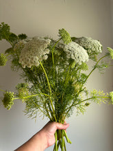 Load image into Gallery viewer, Ammi Visnaga ~ 10 Stems
