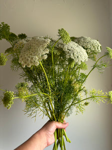 Ammi Visnaga ~ 10 Stems