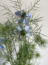 Load image into Gallery viewer, Nigella ~ 10 Stems
