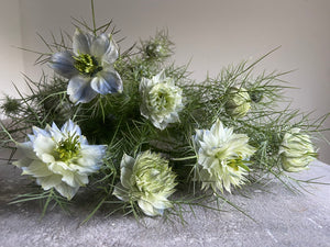 Nigella ~ 10 Stems