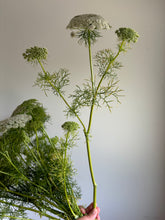 Load image into Gallery viewer, Ammi Visnaga ~ 10 Stems
