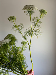 Ammi Visnaga ~ 10 Stems