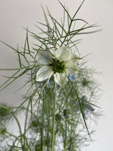 Load image into Gallery viewer, Nigella ~ 10 Stems
