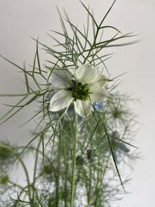 Nigella ~ 10 Stems