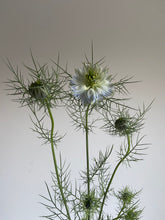 Load image into Gallery viewer, Nigella ~ 10 Stems
