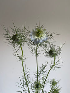 Nigella ~ 10 Stems