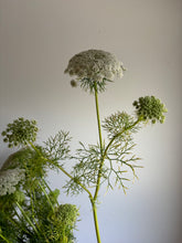 Load image into Gallery viewer, Ammi Visnaga ~ 10 Stems
