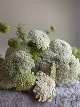 Load image into Gallery viewer, Ammi Visnaga ~ 10 Stems
