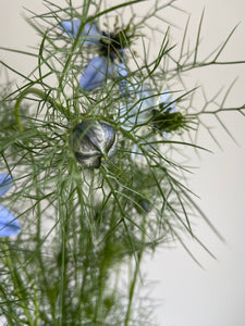 Nigella ~ 10 Stems