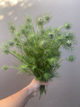 Load image into Gallery viewer, Nigella ~ 10 Stems
