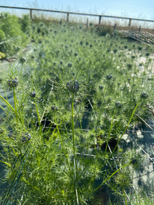 Nigella ~ 10 Stems