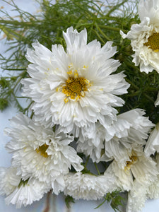 Cosmos ~ 10 Stems