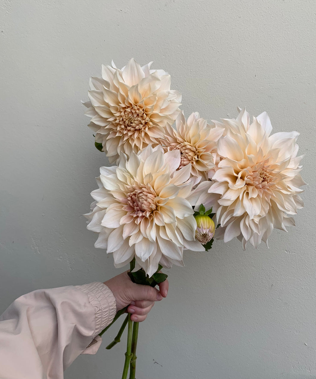 Dahlia ~ Cafe Au Lait ~ 5 Stems