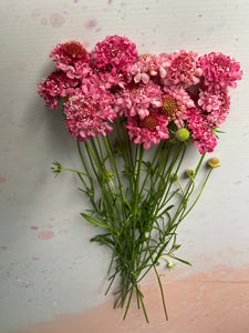 Growers Choice Box of Blooms