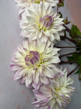 Load image into Gallery viewer, Growers Choice Box of Blooms
